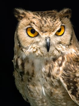 Portrait of a beautiful Owl over a plain backdrop