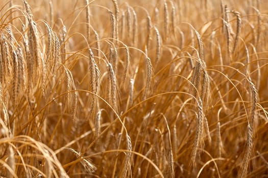 Detail of wheat or Triticum plant showing blurred remainder of harvest and crop in the background