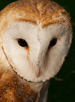 Portrait of a beautiful Barn Owl or Tyto Alba