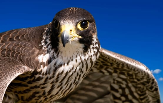 A bird of prey during its hunt in flight