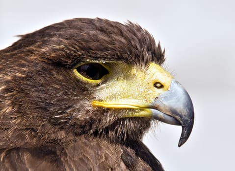 Portrait of a beautiful raptor or bird of prey