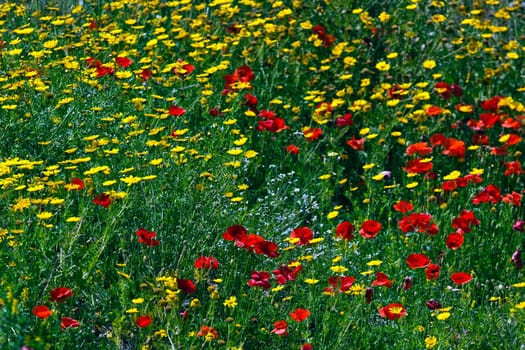 The colours of the Maltese countryside during late spring