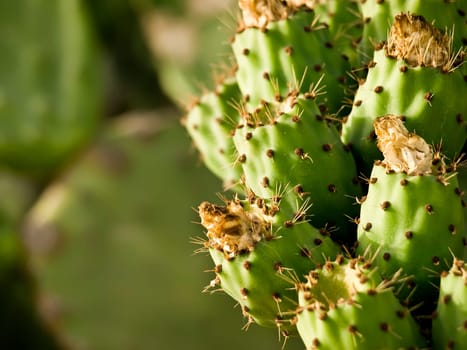 Mediterranean prickly pears also known as figs