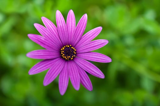 A beautiful flower in full bloom over deep green foliage background