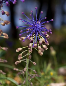 The tassel grape hyacinth is a very common sight in Malta during spring
