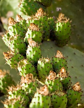 Mediterranean prickly pears also known as figs