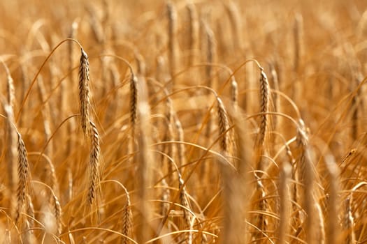 Detail of wheat or Triticum plant showing blurred remainder of harvest and crop in the background