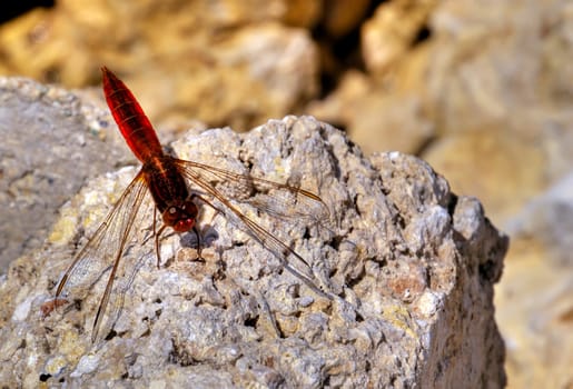 Red veined darter dragonfly perched on a rock
