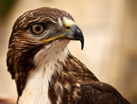 Portrait of a beautiful raptor or bird of prey