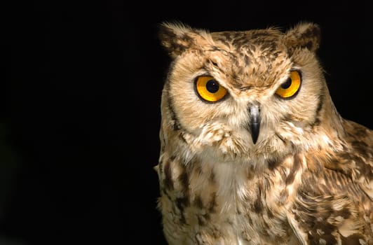 Portrait of a beautiful Owl over a plain backdrop