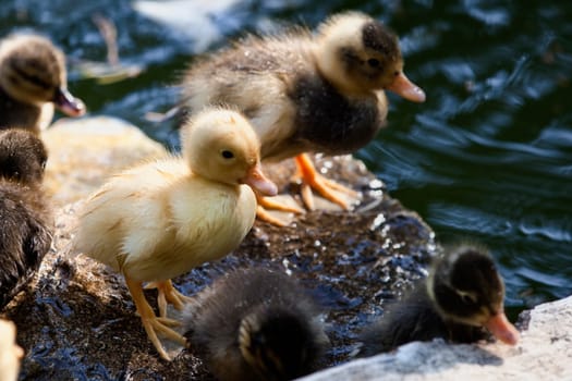 Cute little chicks take a break from the water, while the fairest stands proud in the midst of them.