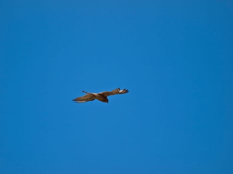 Lesser or Common Kestrel hovering in the sky in search of prey