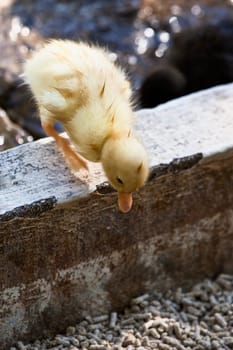 A cute little duckling assesses the risk before it overcomes its fear of heights.