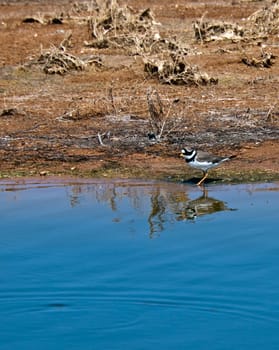 Charadrius Hiaticula or Ringed Plover seen here at Ghadira Nature Reserve in Malta