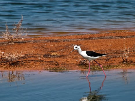 Himantopus Himantopus or Black Winged Stilt  seen here at Ghadira Nature Reserve in Malta