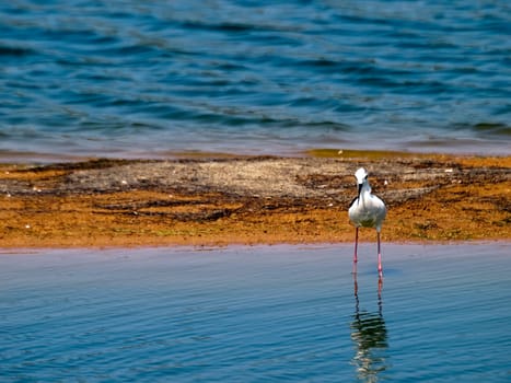 Himantopus Himantopus or Black Winged Stilt  seen here at Ghadira Nature Reserve in Malta