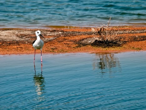 Himantopus Himantopus or Black Winged Stilt  seen here at Ghadira Nature Reserve in Malta