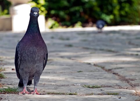 The Feral Common Pigeon is found in cities worldwide and considered a pest