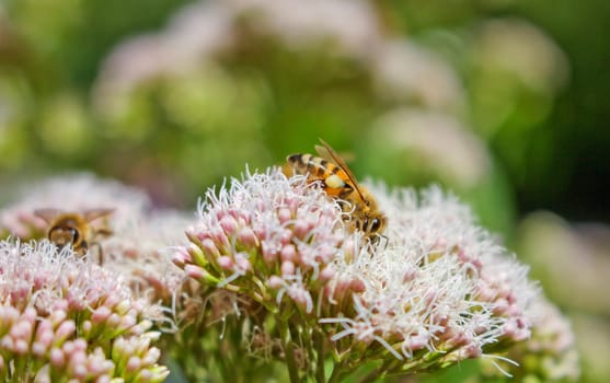 Bees in a summer natural garden. Close-up,nature,insect,summer.