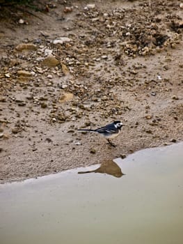 A white wagtail walking along a riverbed foraging for insects