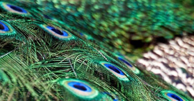 Abstract image showing detail and magnificent colours on the feathers of a peacock