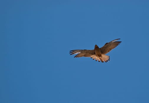 Common or lesser Kestrel in flight also known as Falco Tinnunculus