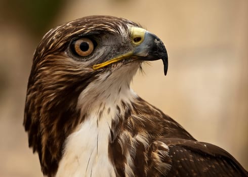 Portrait of a beautiful raptor or bird of prey