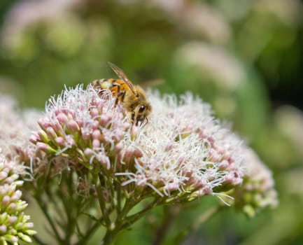 Bees in a summer natural garden. Close-up,nature,insect,summer.