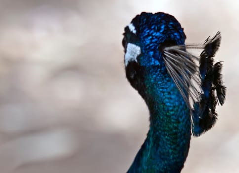 A beautiful male peacock shies away from having its picture taken