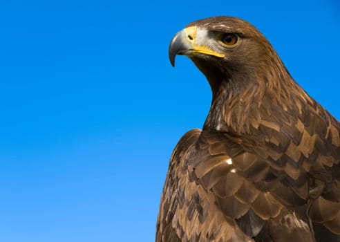The beautiful and endangered Golden Eagle or Aquila Chrysaetos