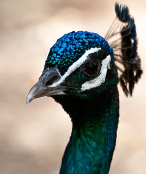 Portrait picture of a beautiful Indian Peacock with vibrant plumage