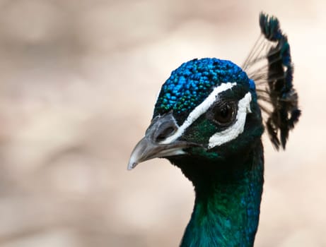 A beautiful male Indian Peafowl poses for a portrait shot