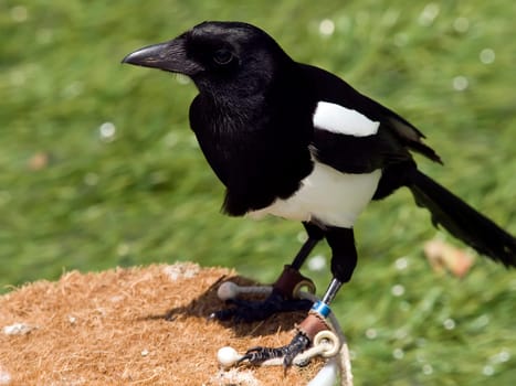 The European Magpie is one of the only birds able to recognise itself in a mirror
