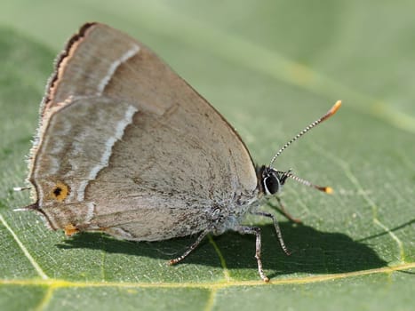 Blue Oak Butterfly - Favonius quercus
