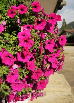 Flowering petunia plant on a balcony in the Alps