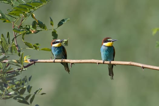 Two bee-eaters with prey