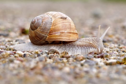 Vineyard snail in the garden