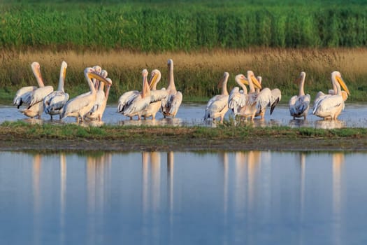 white pelicans (pelecanus onocrotalus) in Danube Delta, Romania