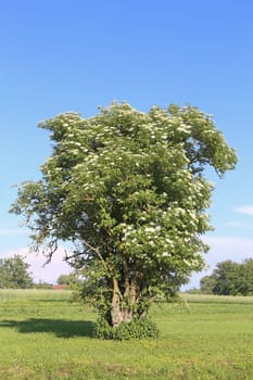 Flowering elderberry shrub or elder Sambucus nigra