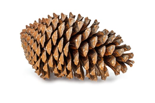Cones on white background,conical cones as decoration for Christmas