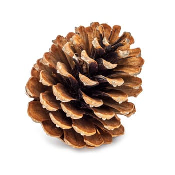 Cones on white background,conical cones as decoration for Christmas