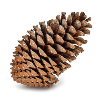 Cones on white background,conical cones as decoration for Christmas