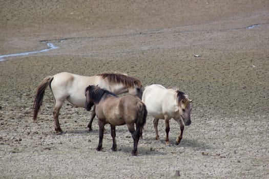 Konik at the floodplain of the Rhine, Netherlands