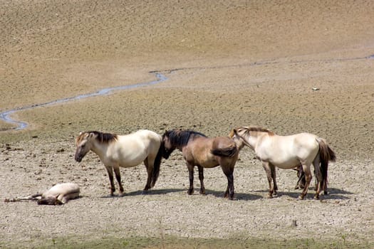 Konik at the floodplain of the Rhine, Netherlands