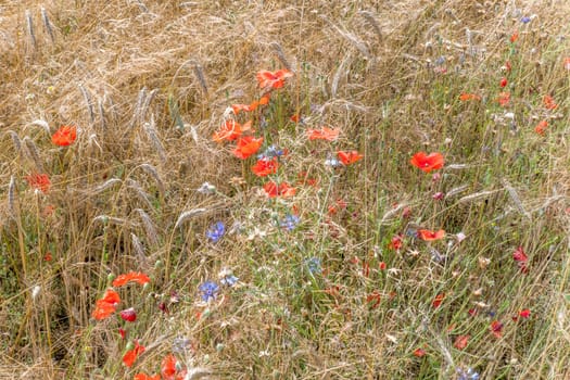 Wheat ears with blue cornflowers and red poppies before harvest as background