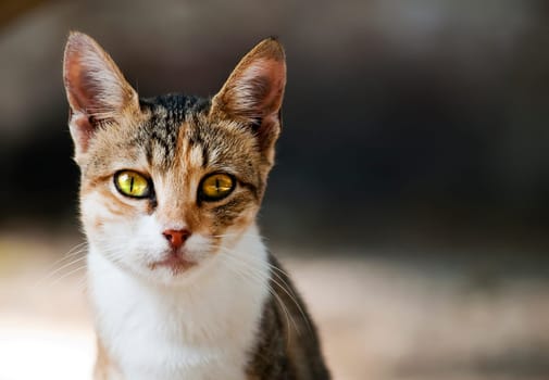 A cute little stray cat on the streets of Malta which is a very common sign in Mediterranean countries