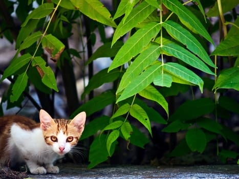 A cute little kitten hiding beneath foliage
