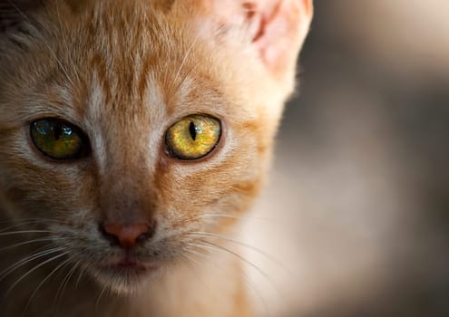 A cute little stray cat on the streets of Malta which is a very common sign in Mediterranean countries