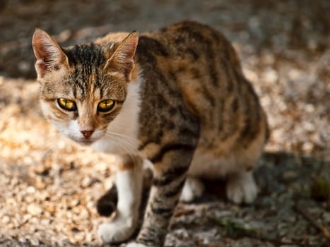 A cute little stray cat on the streets of Malta which is a very common sign in Mediterranean countries