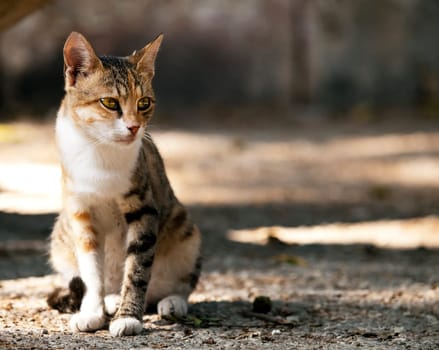 A cute little stray cat on the streets of Malta which is a very common sign in Mediterranean countries